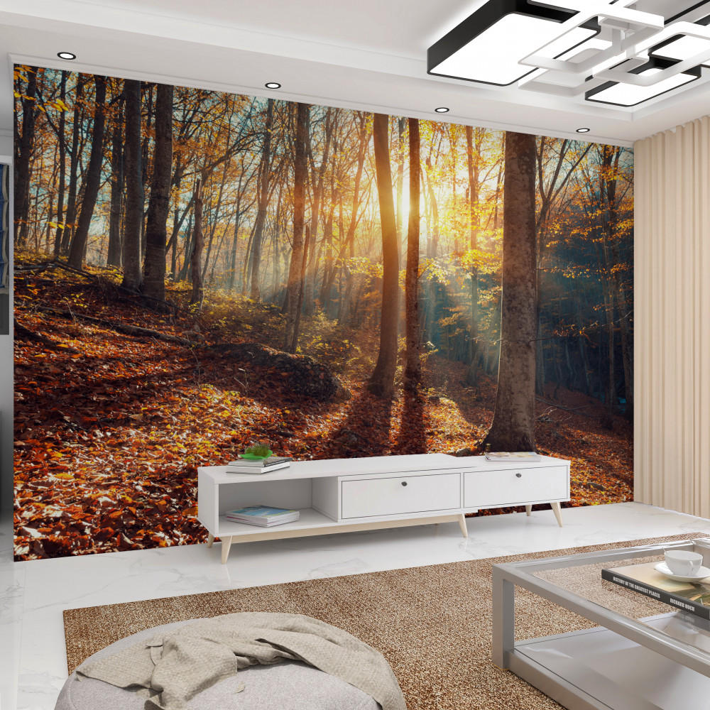 Fototapeta słońce ogrzewa poranny mglisty las