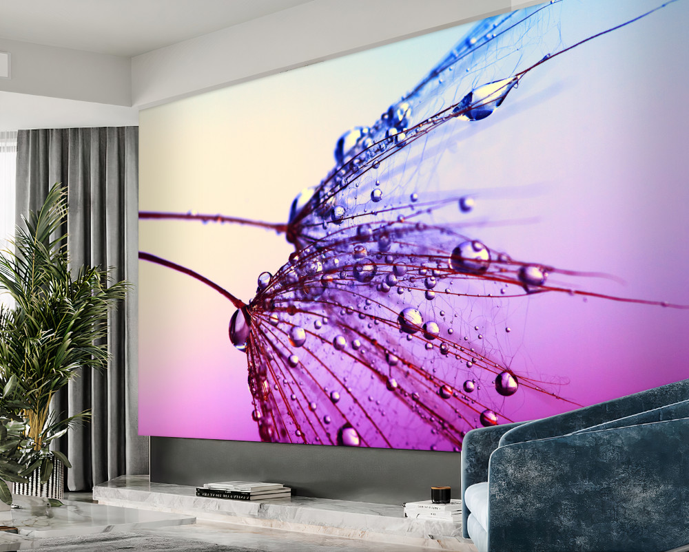 Fototapeta mniszek lekarski w kroplach rosy o zachodzie słońca