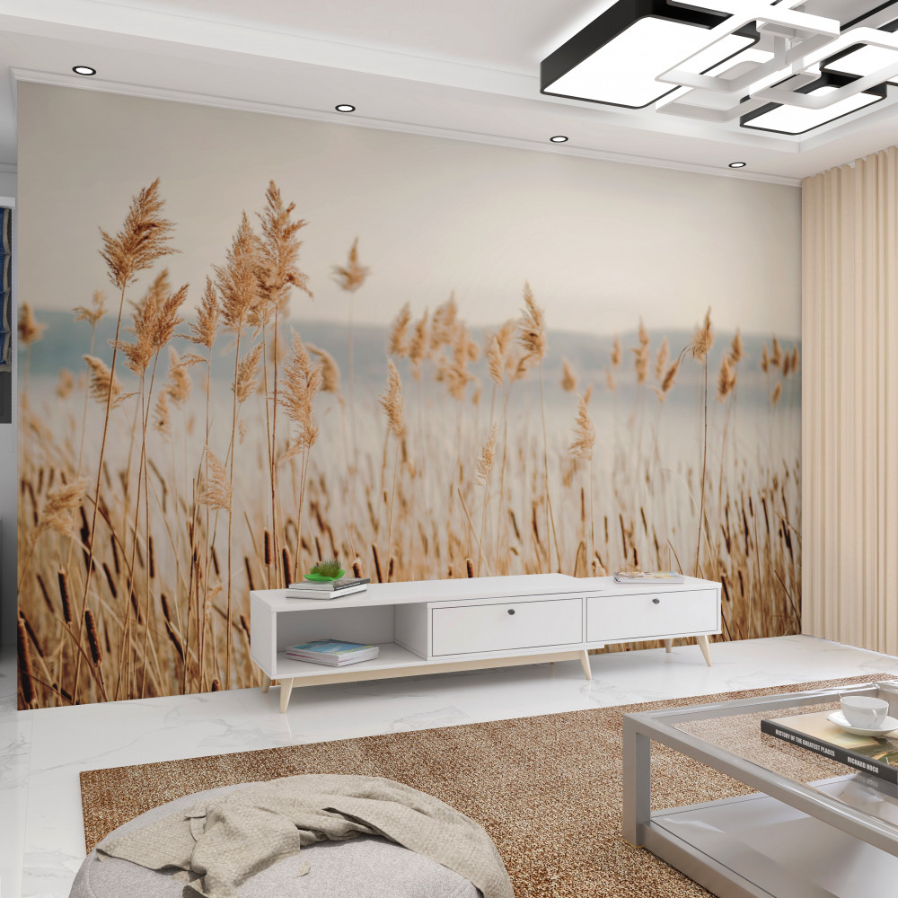 Fototapeta pole z kłosami pszenicy