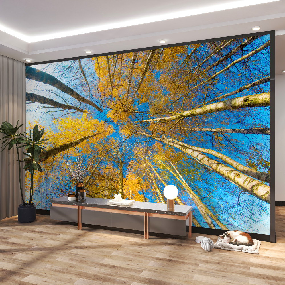 Fototapeta korony wysokich drzew w żółtych kolorach