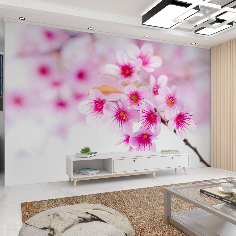 Fototapeta kwitnąca różowa gałąź sakury