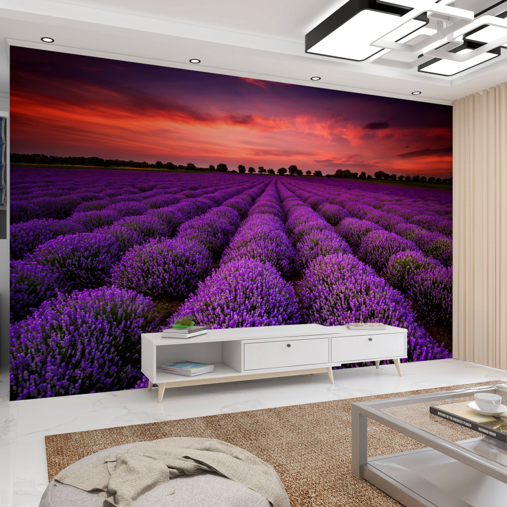 Fototapeta wspaniałe pole lawendy