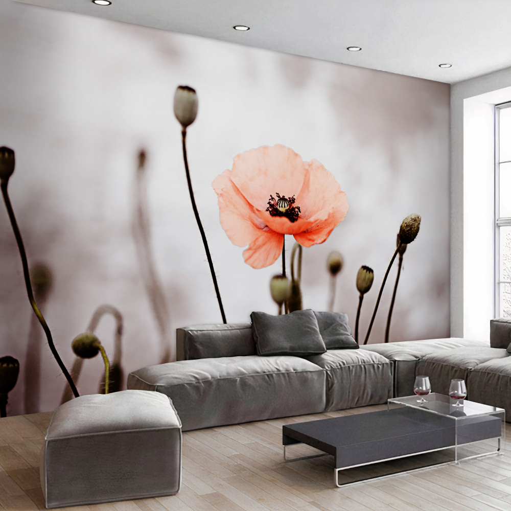 Fototapeta samotny różowy mak