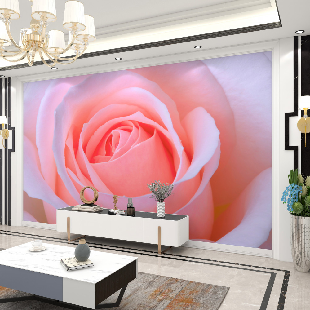 Fototapeta bardzo piękna i delikatna różowa róża