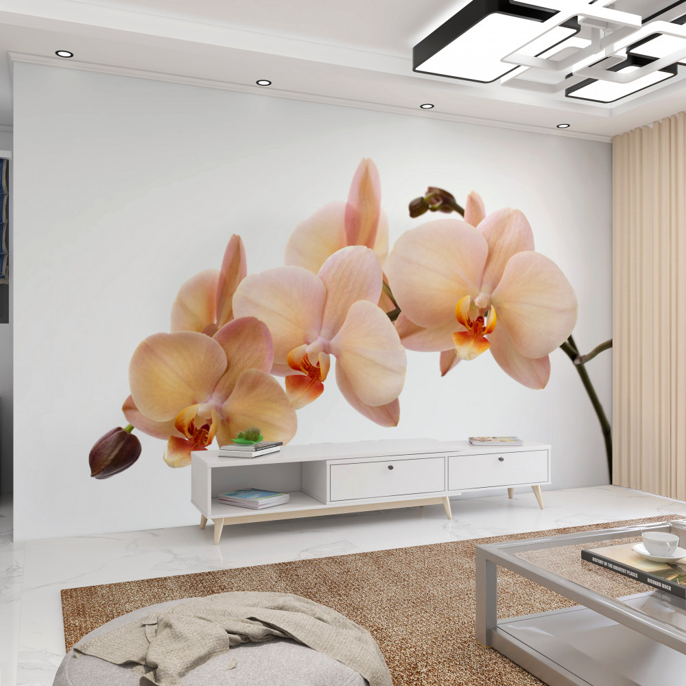 Fototapeta samotna gałąź orchidei brzoskwiniowej