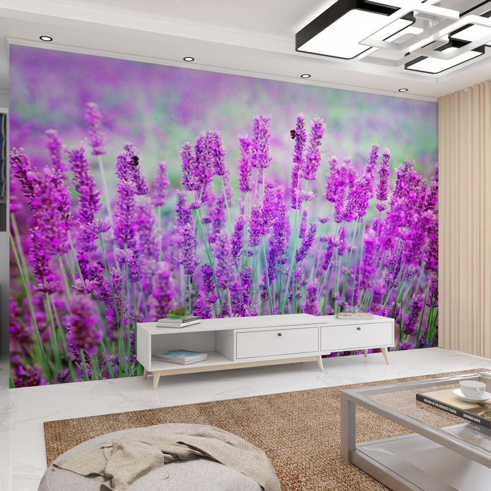 Fototapeta pole kwiatów lawendy