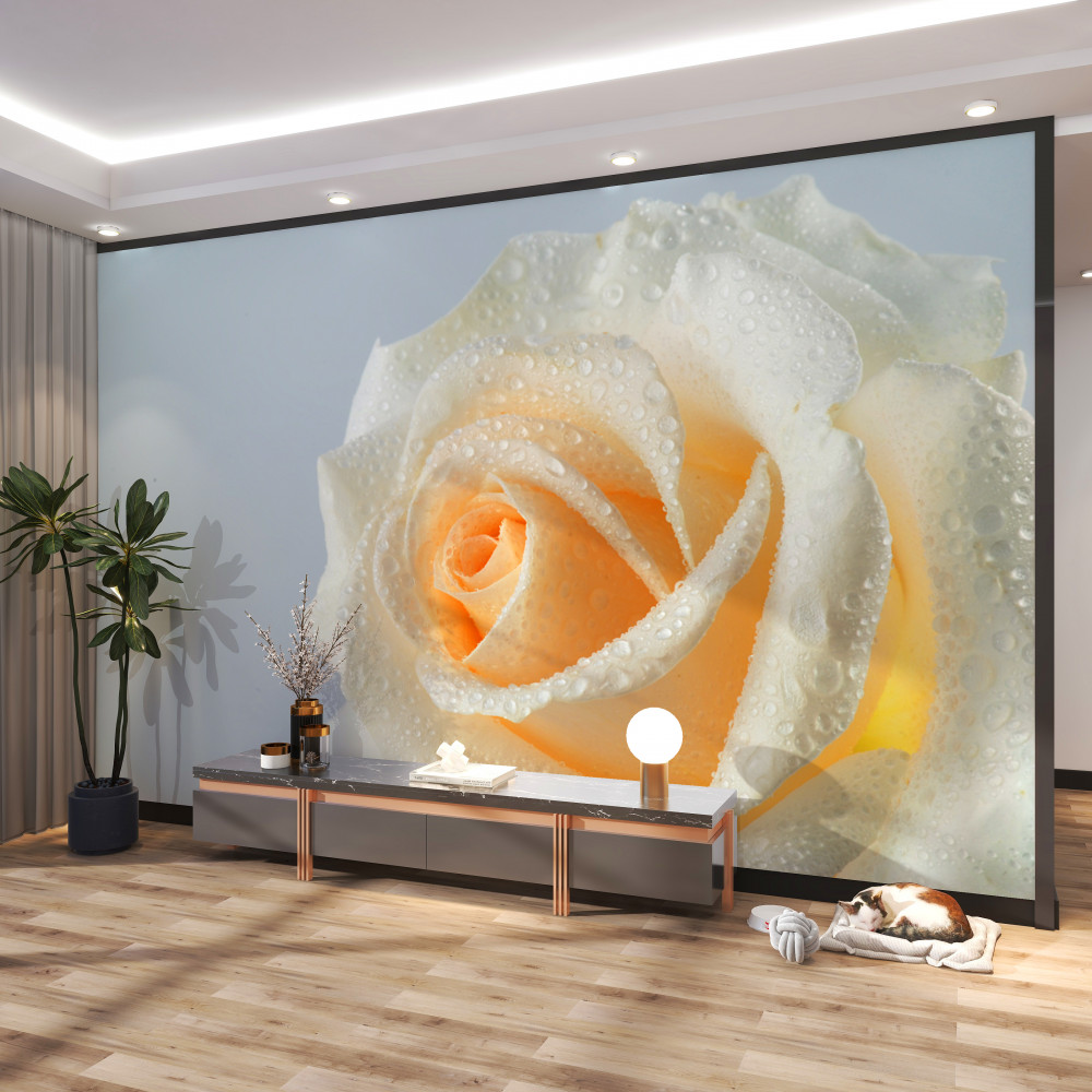 Fototapeta krople wody na kremowej róży