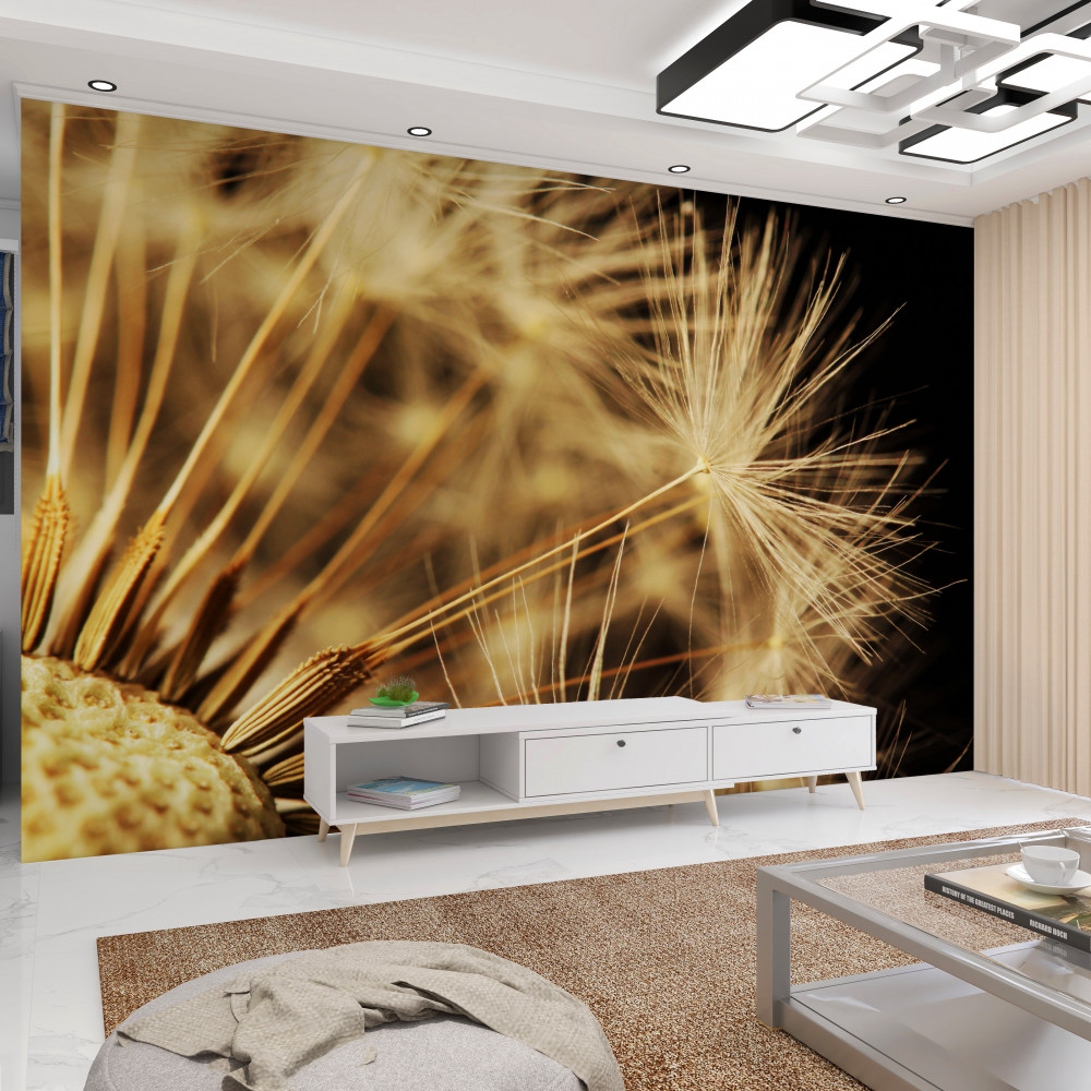 Fototapeta białe kwiaty mniszka lekarskiego na czarnym tle