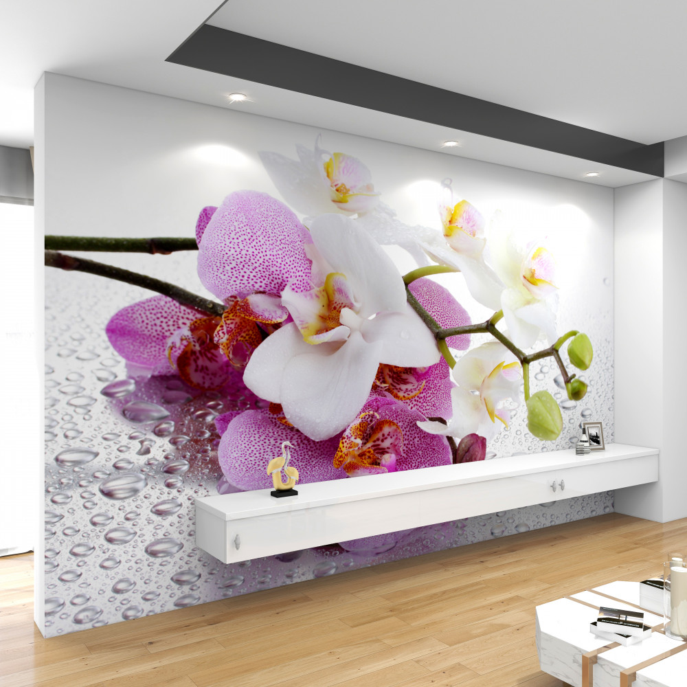 Fototapeta gałęzie białych i liliowych orchidei w kroplach rosy