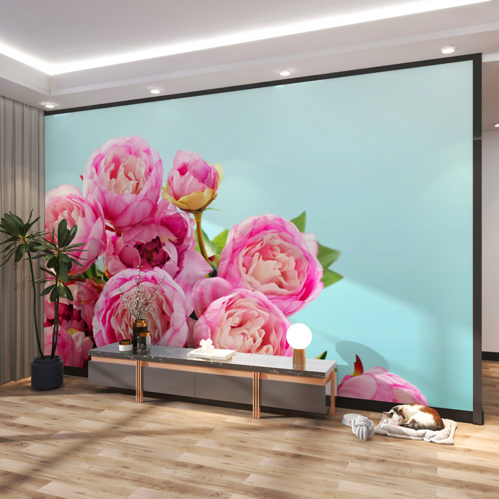 Fototapeta różowa piwonia róża na niebieskim tle