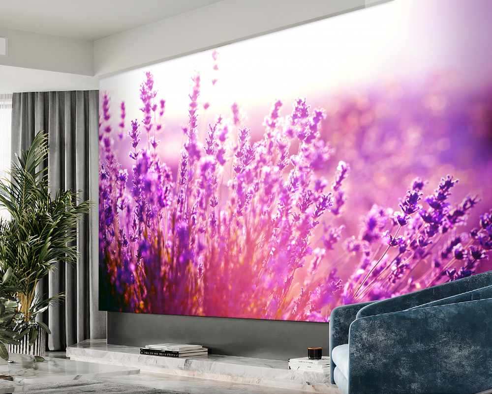 Fototapeta kwiaty lawendy o świcie