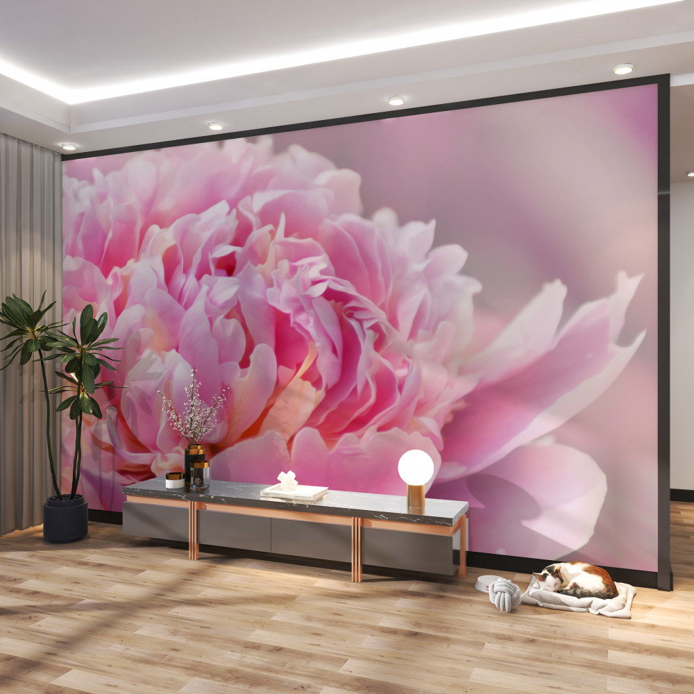 Fototapeta zbliżenie piwonii lactiflora