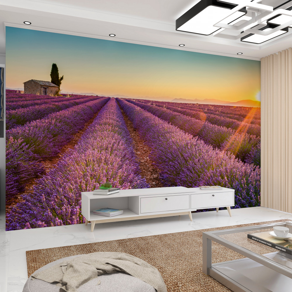 Fototapeta świt nad lawendą łąkową