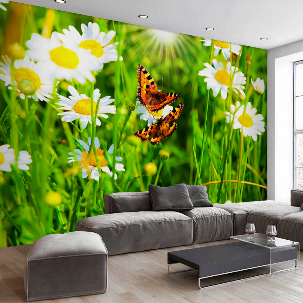 Fototapeta motyle w białych stokrotkach polnych