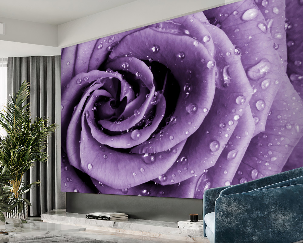 Fototapeta fioletowa róża w porannej rosie