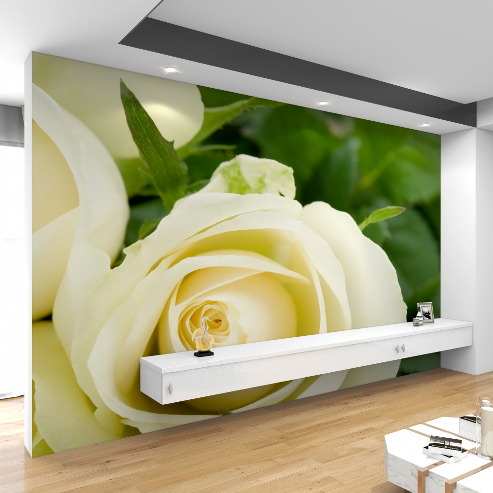 Fototapeta beżowa róża z zielonymi liśćmi