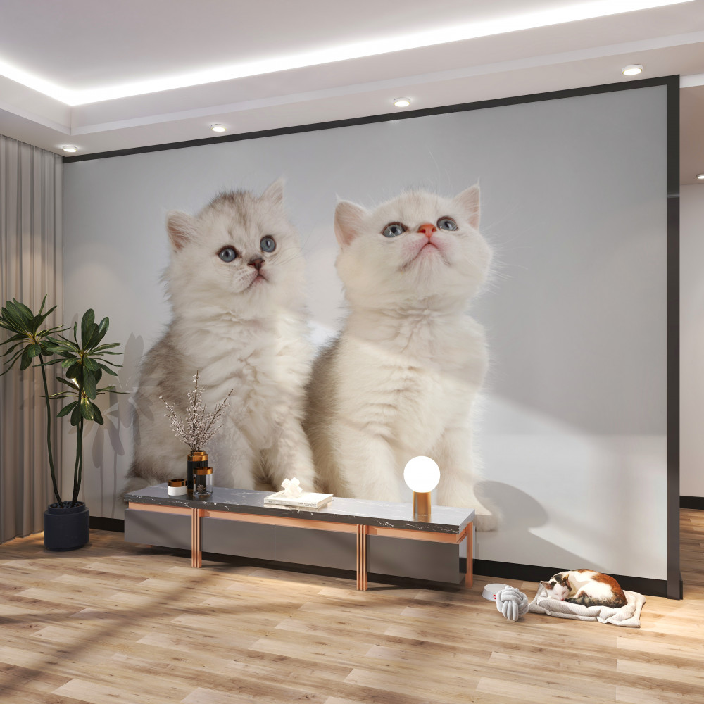 Fototapeta kilka kotów obserwuje