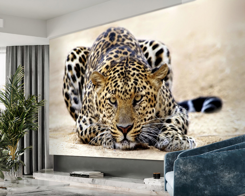 Fototapeta cętkowany lampart czeka