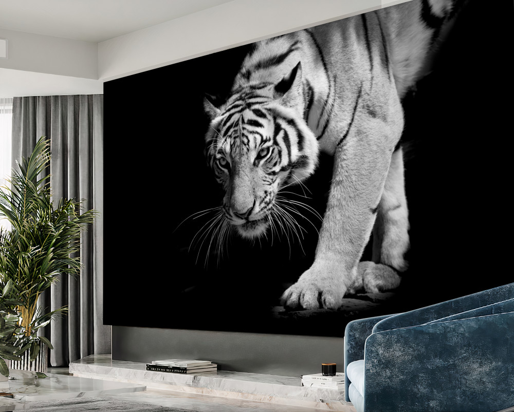 Fototapeta przyczajony tygrys na czarnym tle