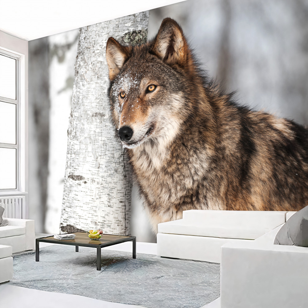 Fototapeta brązowy wilk czai się w pobliżu brzozy