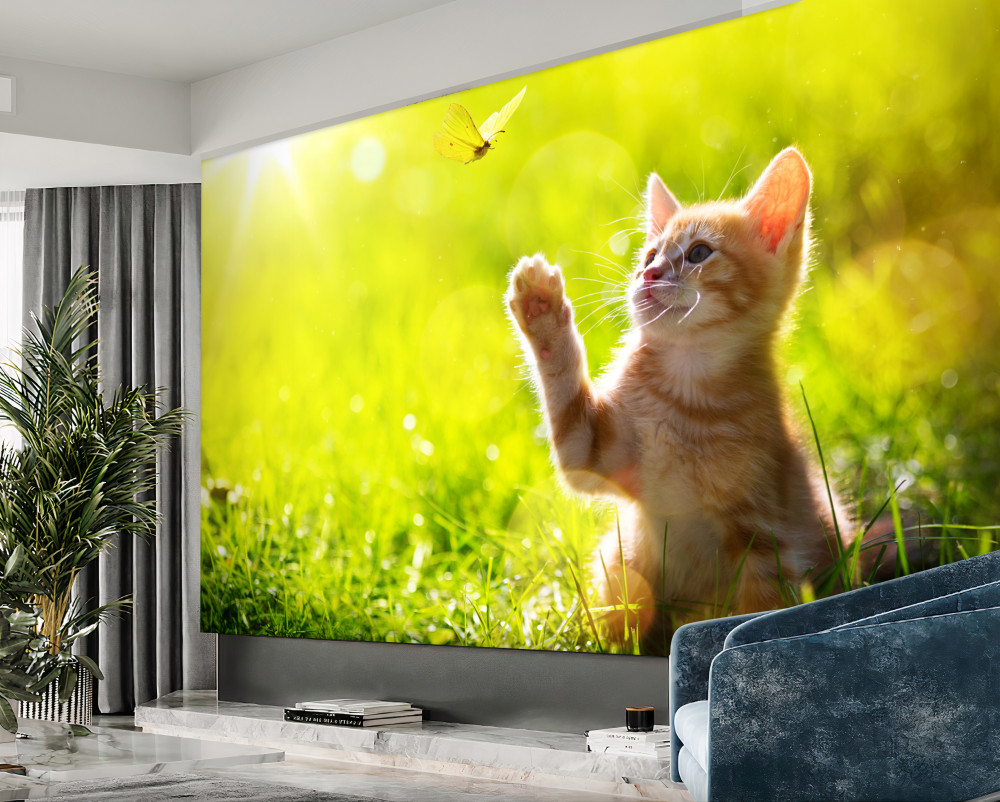 Fototapeta kotek bawi się motylem na łące