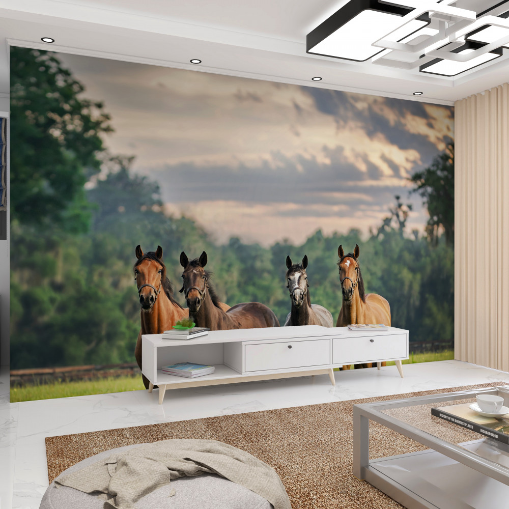 Fototapeta stado czterech koni odpoczywających na łące