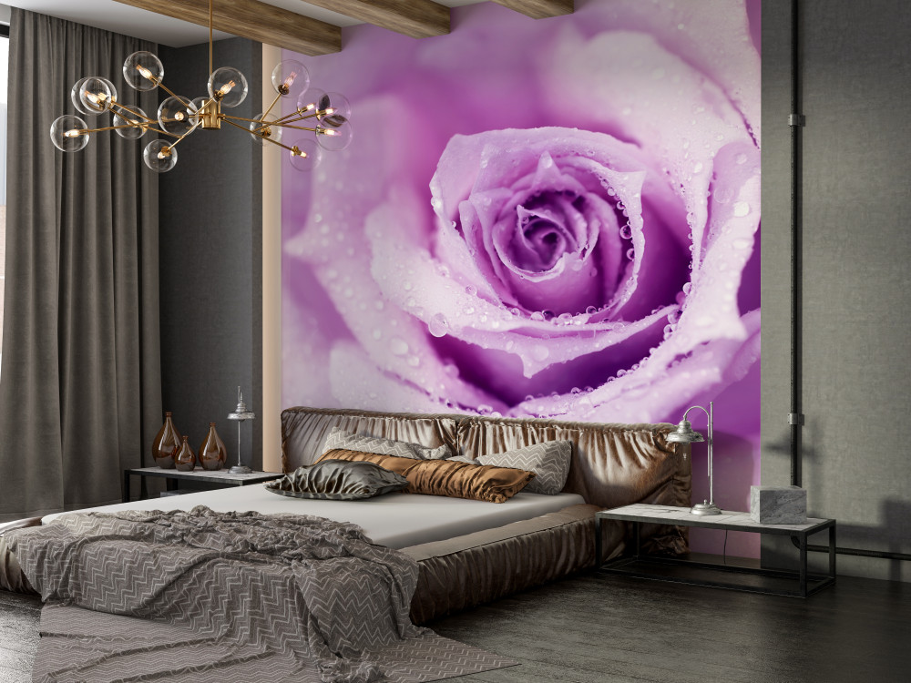 Fototapeta liliowa róża po deszczu