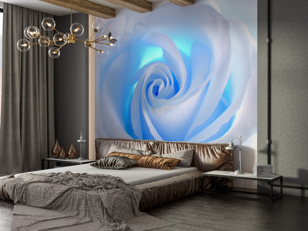 Fototapeta niebieskie światło świecące przez białą różę