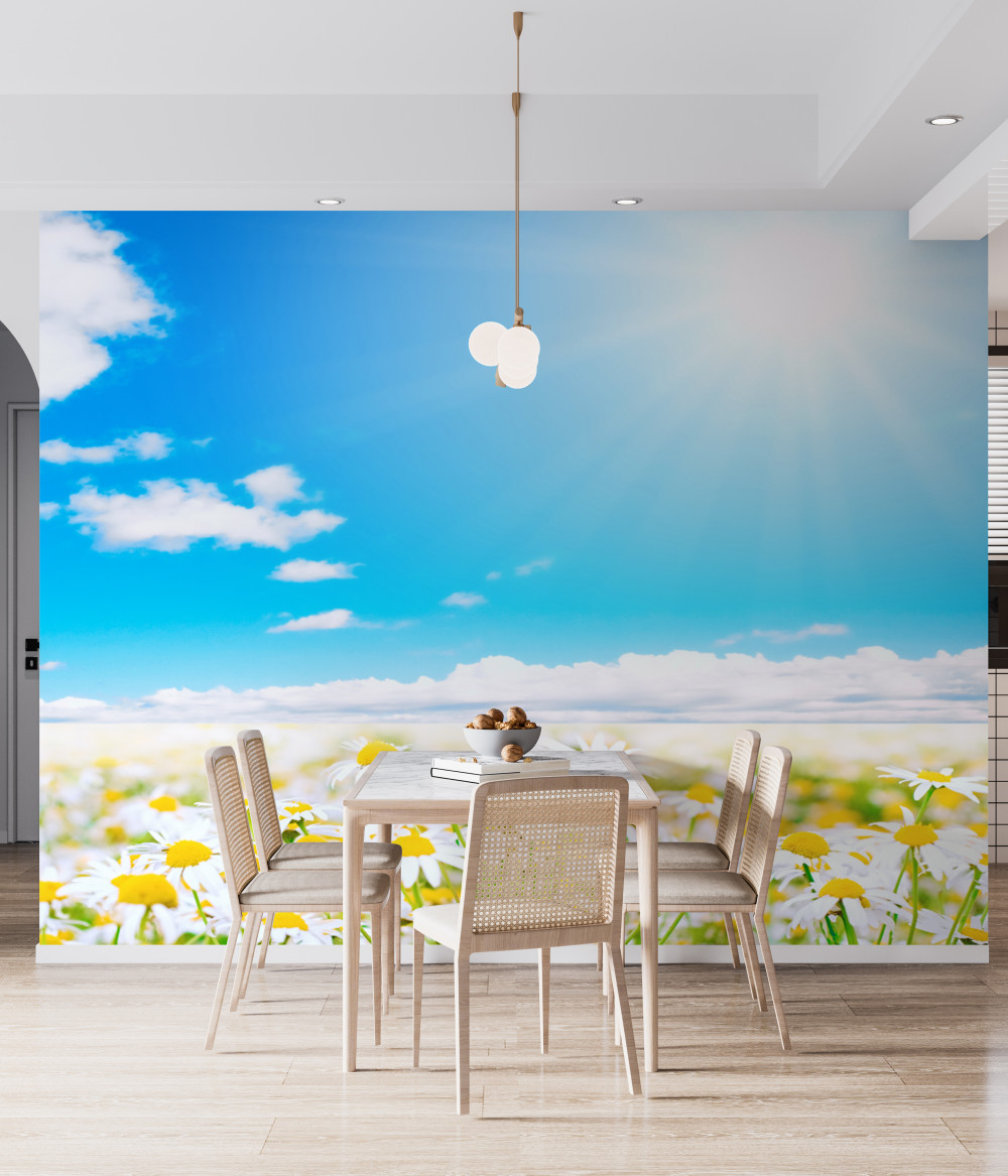 Fototapeta pole stokrotek w słońcu