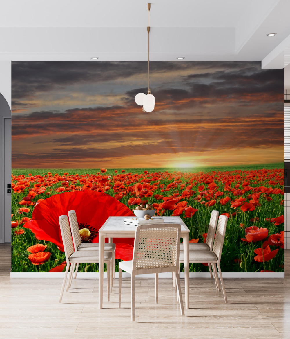 Fototapeta pole czerwonych maków o zachodzie słońca