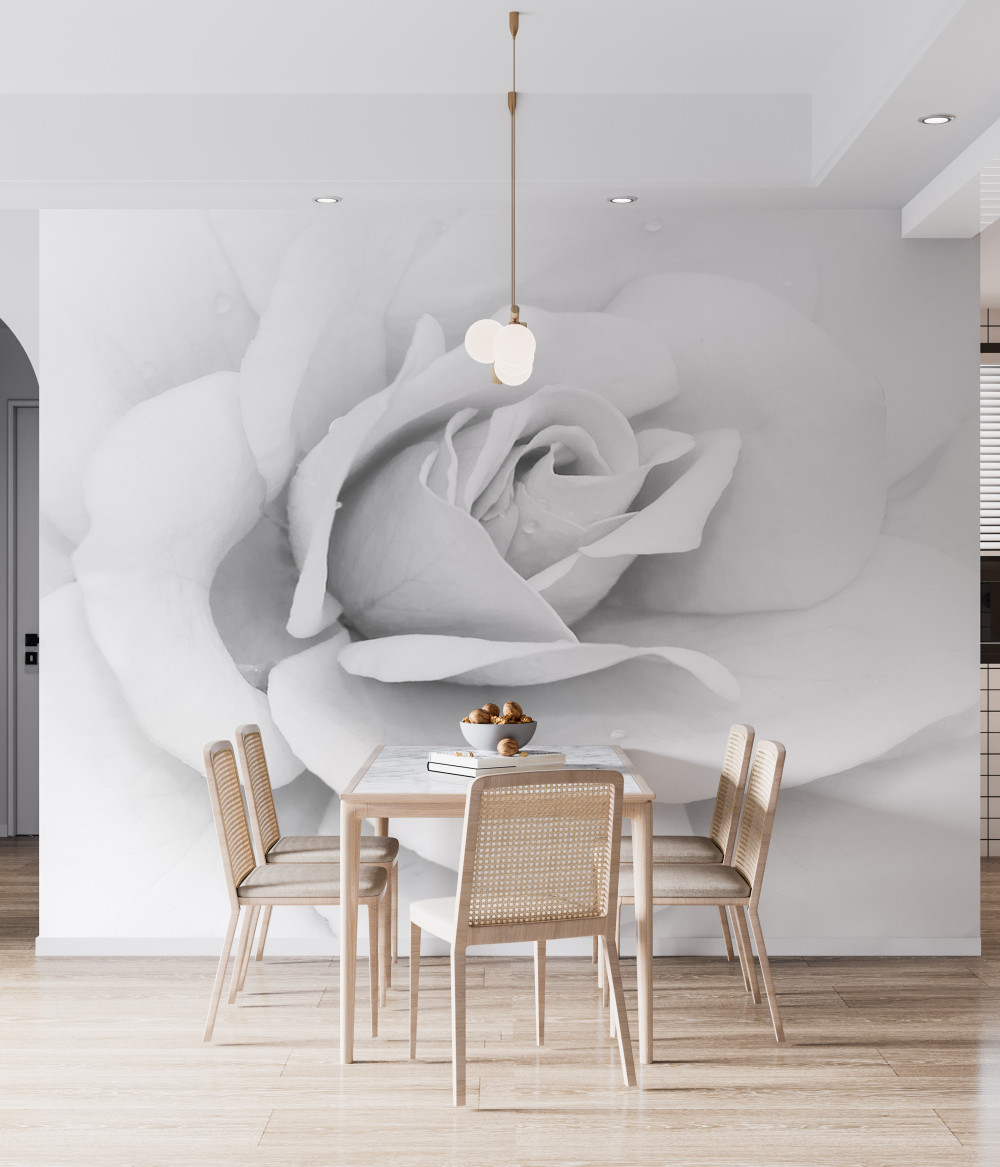 Fototapeta zbliżenie białej róży