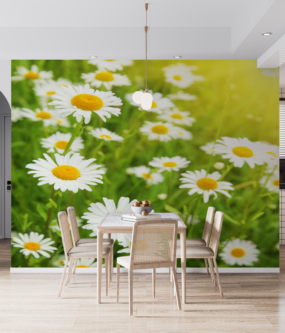 Fototapeta zielone pole białych stokrotek