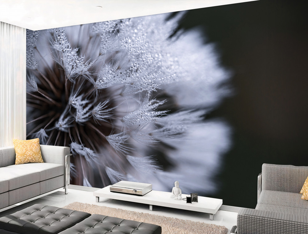 Fototapeta puszyste kwiaty mniszka lekarskiego