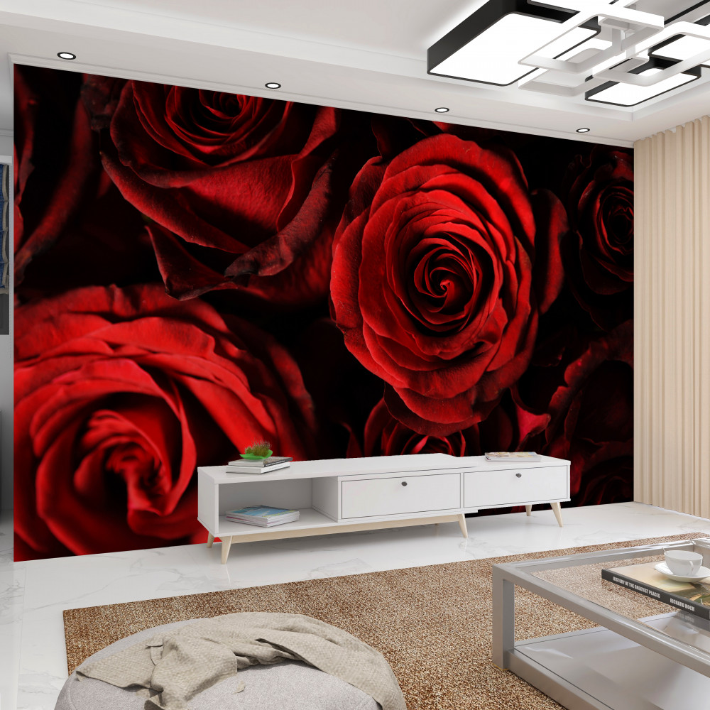 Fototapeta szkarłatna róża piękna