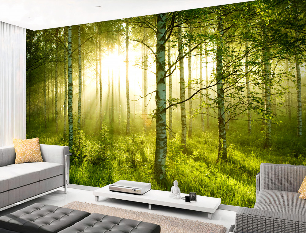 Fototapeta poranek w gaju brzozowym