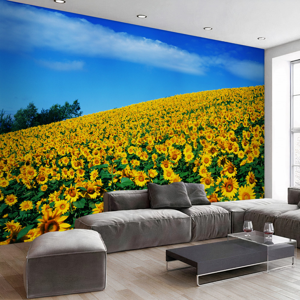 Fototapeta ogromne pole słoneczników