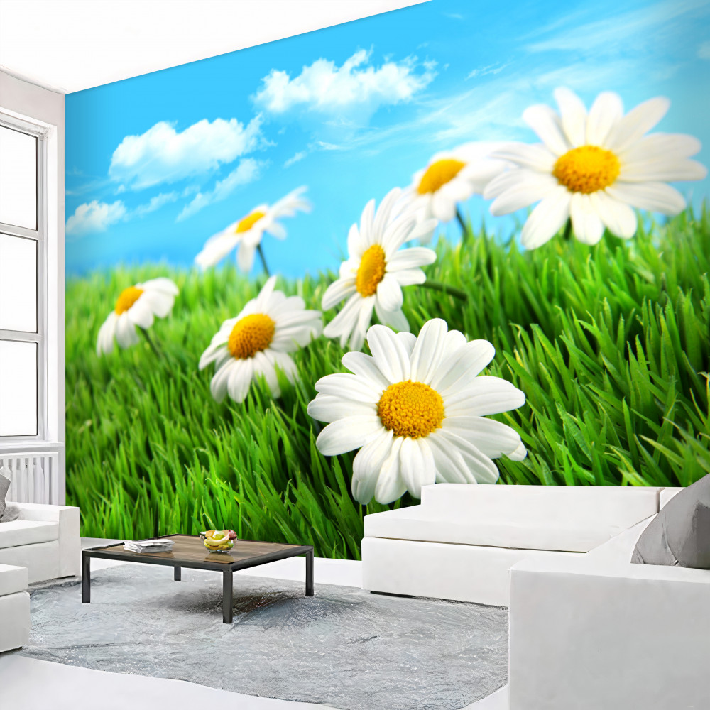 Fototapeta białe stokrotki łąkowe