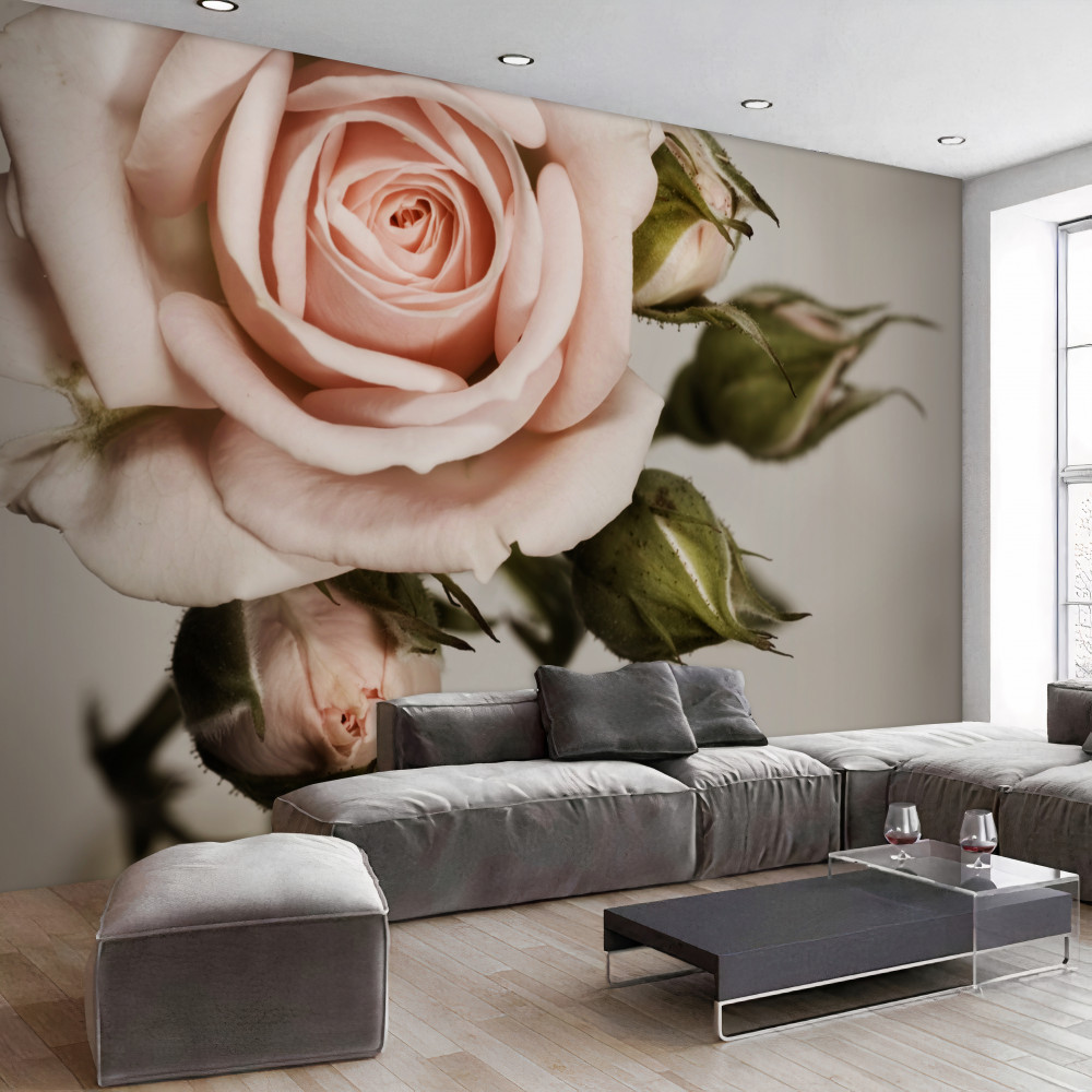 Fototapeta pudroworóżowa róża i jej pąki