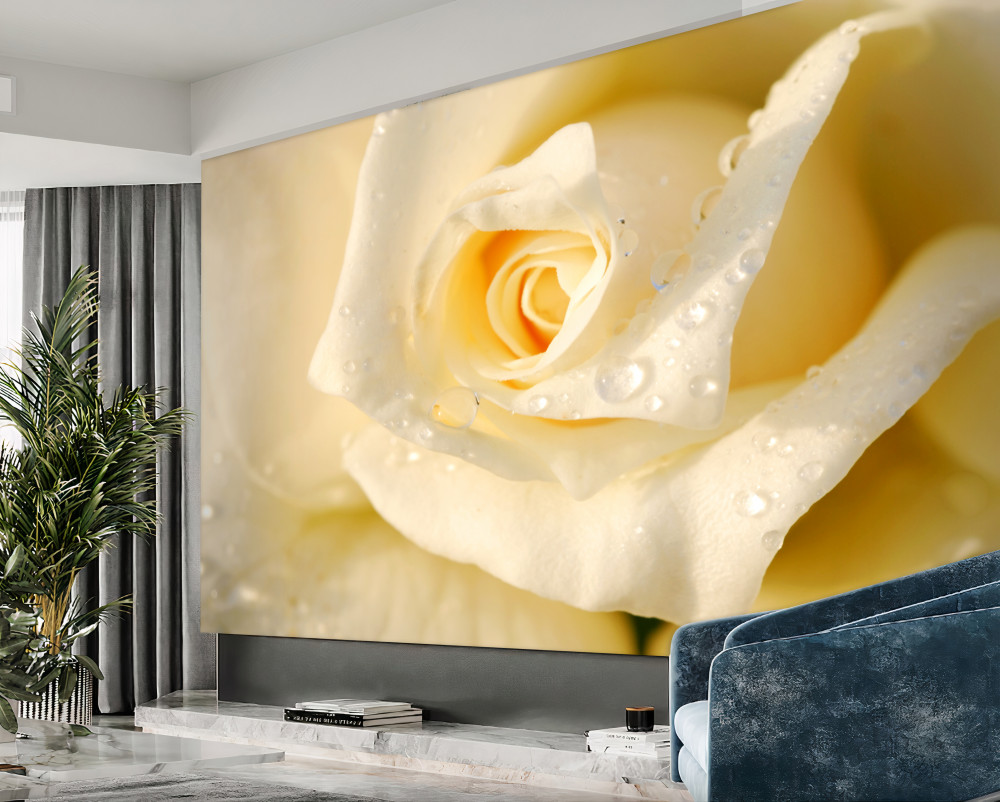 Fototapeta biała róża w kroplach