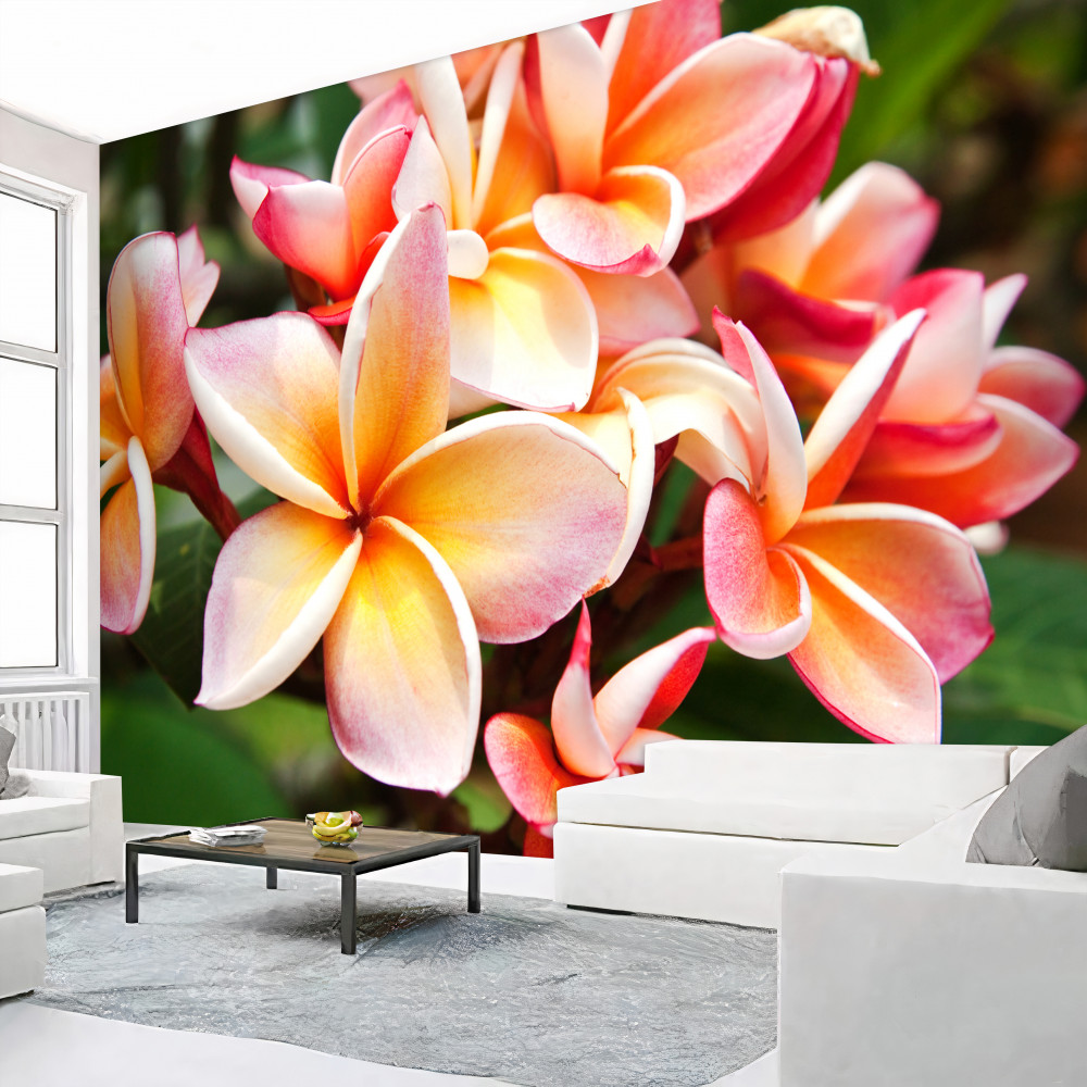 Fototapeta piękne kwiaty frangipani