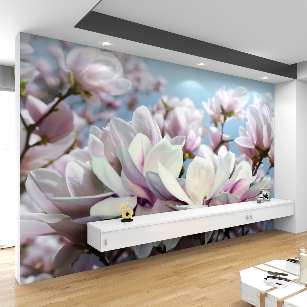 Fototapeta kwitnące drzewo magnolii