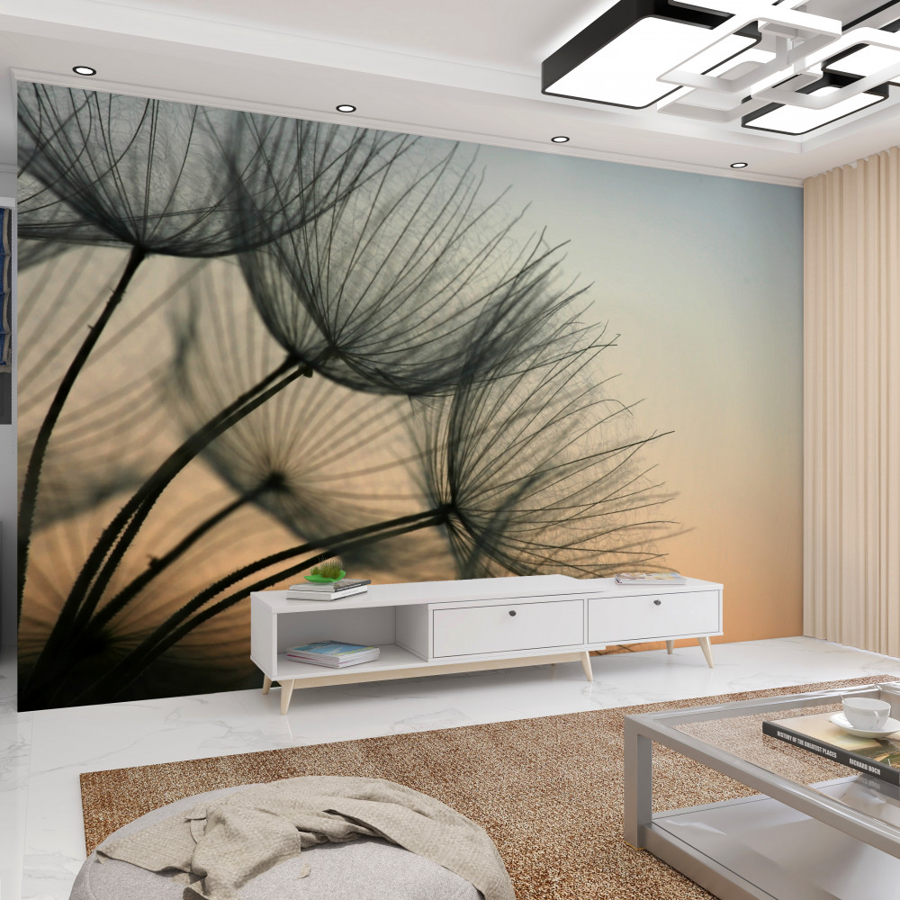 Fototapeta mniszek lekarski o zachodzie słońca