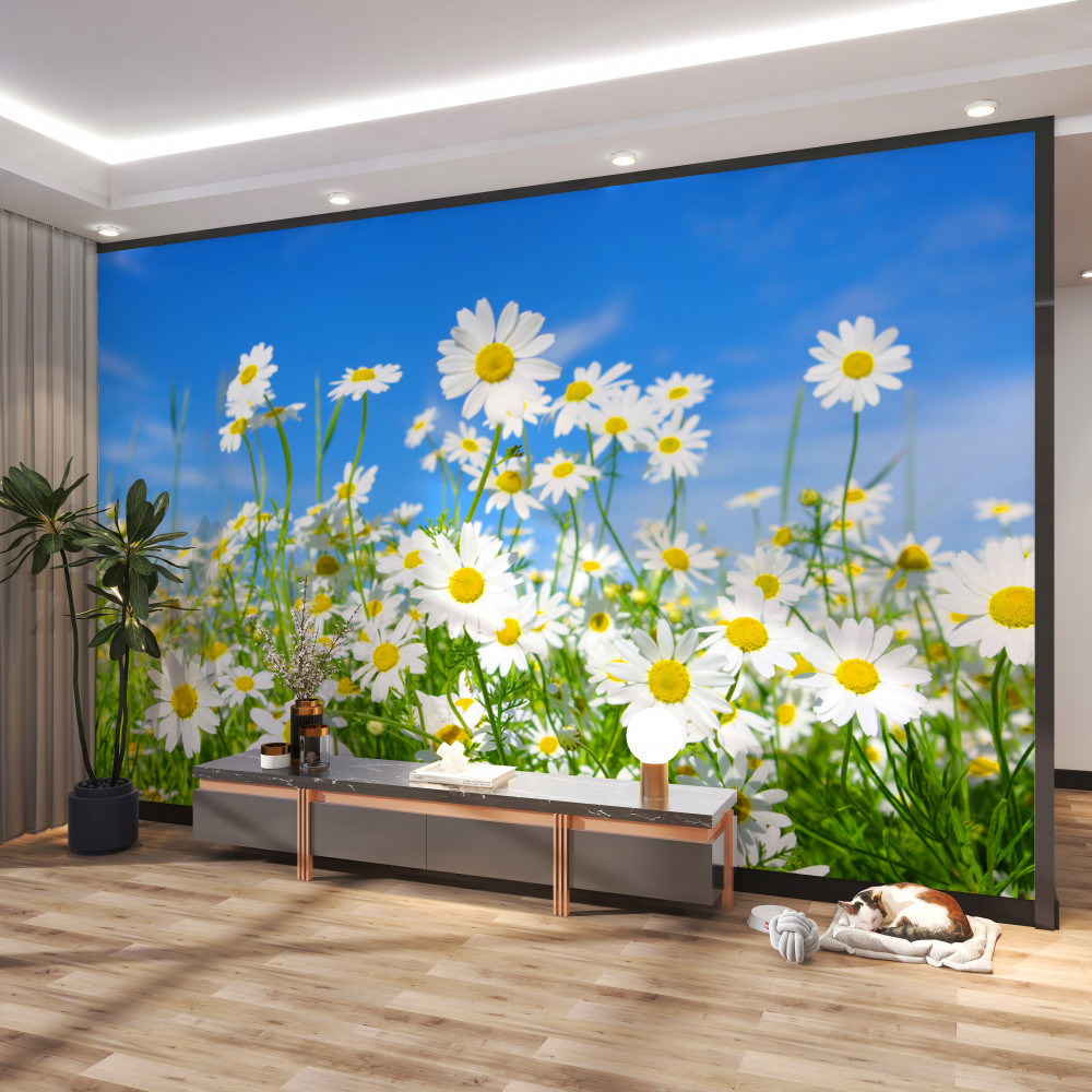 Fototapeta stokrotka łąkowa w letni dzień