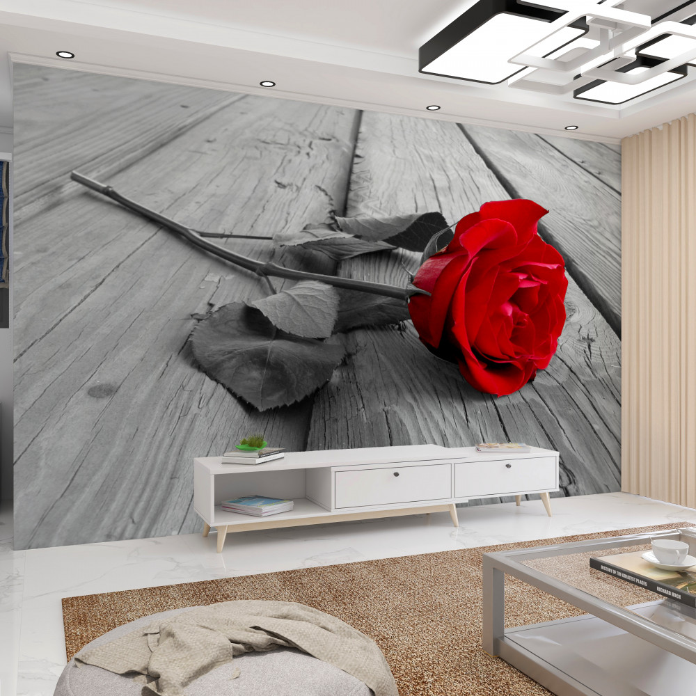 Fototapeta czerwona róża na szarym tle