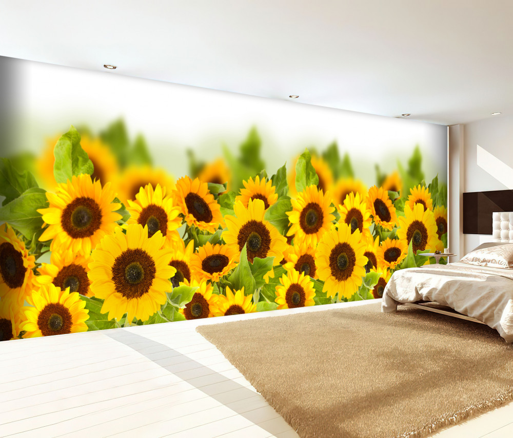 Fototapeta wiele żółtych słoneczników