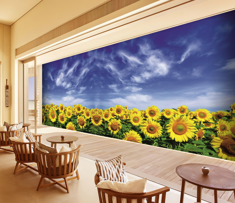 Fototapeta pole słoneczników i błękitne niebo