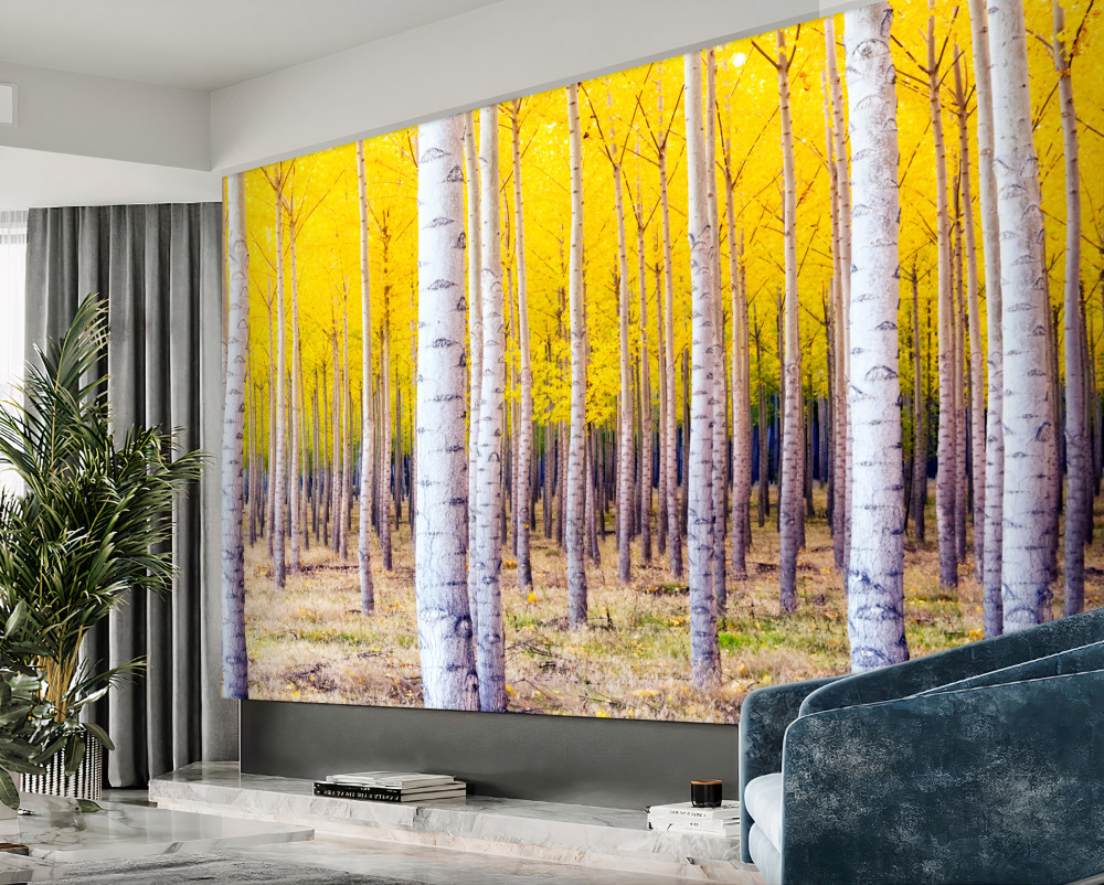 Fototapeta jasne żółte kolory w gaju brzozowym