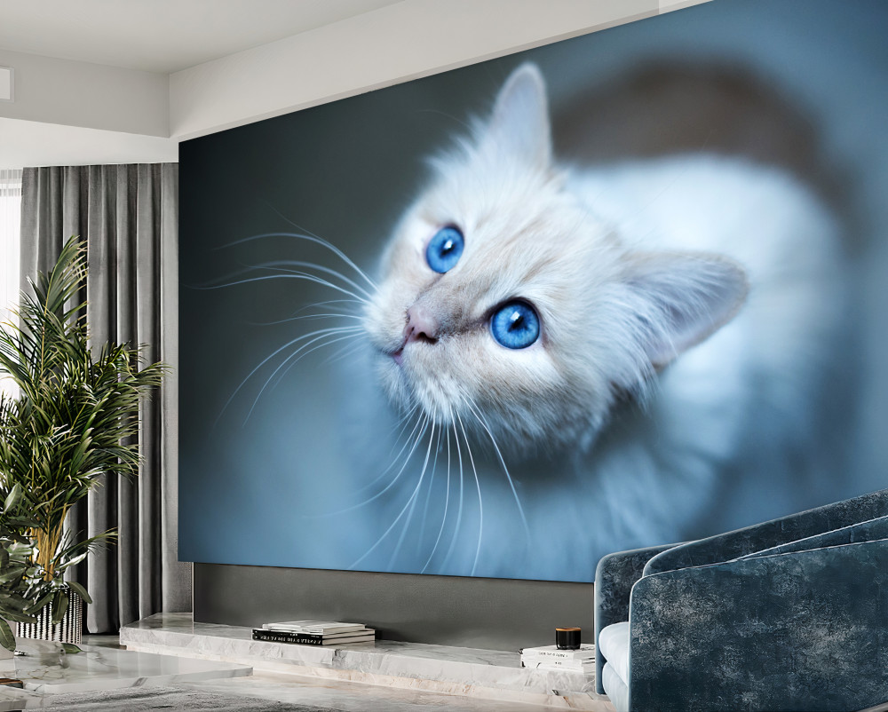 Fototapeta biały kot z niebieskimi oczami