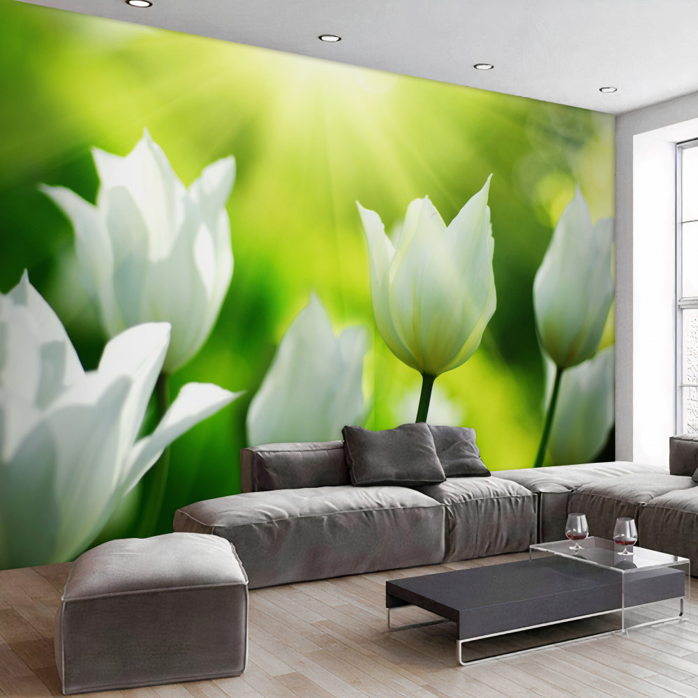 Fototapeta białe tulipany w słońcu