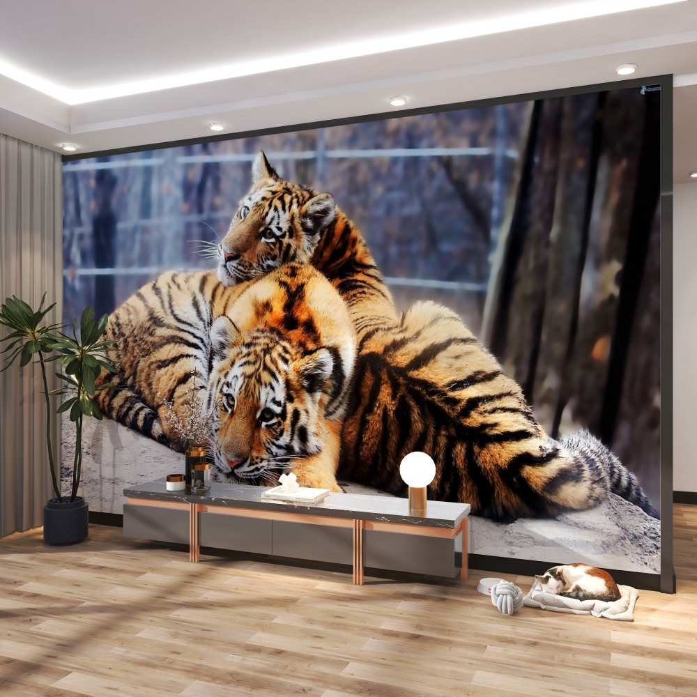 Fototapeta piękne tygrysy śpią